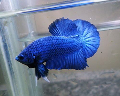 Plakat Betta Fish Super Blue HMPK Male
