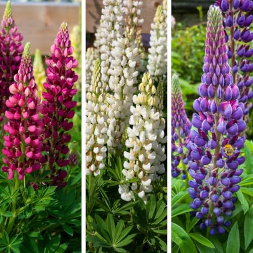 Lupin Legendary Trio 3 x 9cm Pot Plants Collection Hardy Perennial Mix Red White & Blue Flower Spikes Cottage Garden Border Plants Bee Friendly & Compact Lupins by Thompson & Morgan