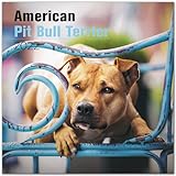 Pitbull Calendar 2022 - Dog Breed Monthly Wall Calendar - American Pitbulls Calendar - Made In USA -...