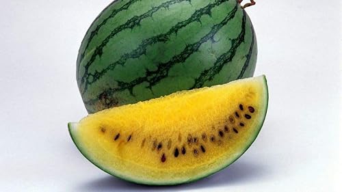 Miniatura 9 de Semillas Sandía Amarillo Janosik - Orgánico