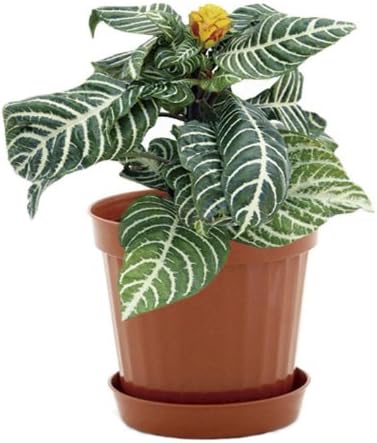 Plastic Decorative Pots #5 Terracota, 6 Pack