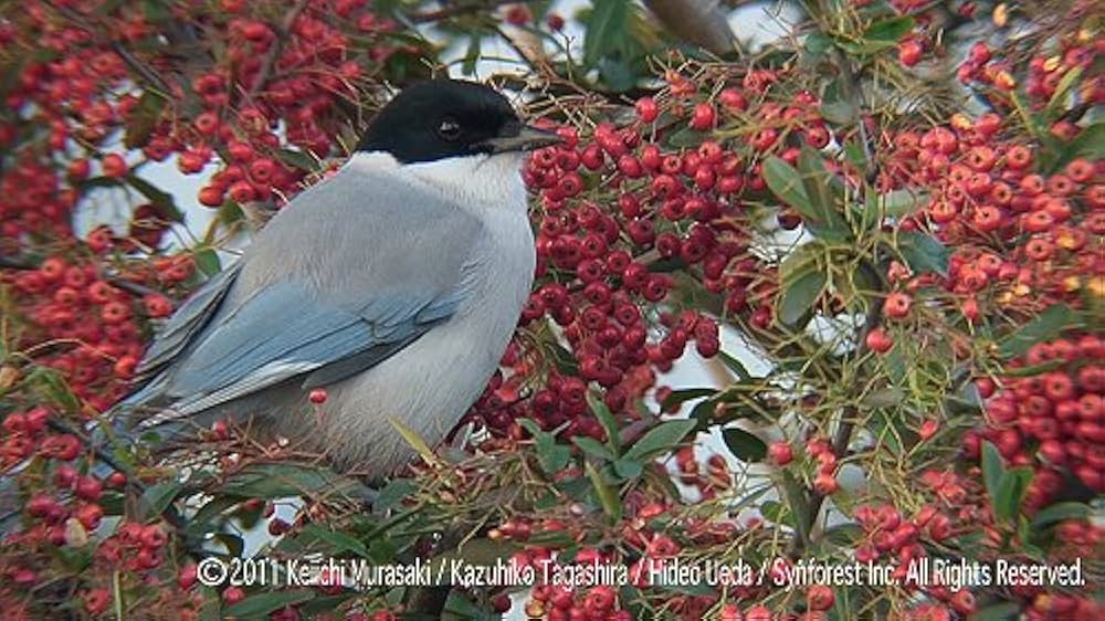 新　野鳥図鑑　Ｂｌｕ－ｒａｙ　ＢＯＸ（Ｂｌｕ－ｒａｙ　Ｄｉｓｃ） Amazon.co.jp: シンフォレストBlu-ray 日本百鳴鳥 202 HD