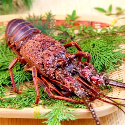 須崎産 冷凍 伊勢海老 200〜300g|伊勢海老 イセエビ 刺身 味噌汁 鍋 ボイル エビフライ アレンジ可 新鮮 海鮮 高知県 須崎市