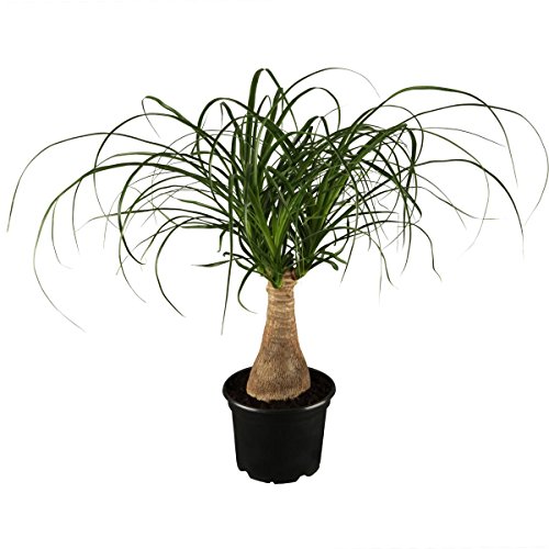 Dominik Elefantenfuß Nolina mit Kreta Topf