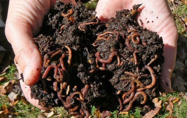 Live Earthworms for Vermicomposting & Organic Gardening | Compost Worms for Soil Improvement, Vermiculture, Fishing Bait & Home Compost Bin 5kg-image-4