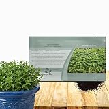 Outsidepride Spearmint Seeds - 20,000 Pcs Perennial, Aromatic, Easy to Grow Mint Herb Seeds for Planting in Indoor & Outdoor Gardens, Ideal for Culinary Use, Tea Gardens, Hydroponics & Flavorings