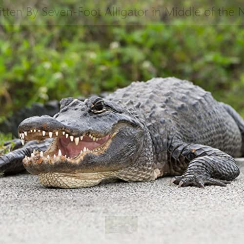 SAFS-0244 - 2022.06.09 - "Overtaxed, Working Overtime Alligators!"