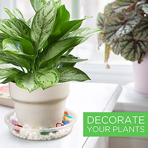 Lotfancy Plant Saucer, 6 Pack Of 10 Inch, Clear Plastic Plant Trays For Pots, Thick 35Gram Durable Flower Pot Base, Plant Plate To Catch Water For Indoors Outdoors #TOP6