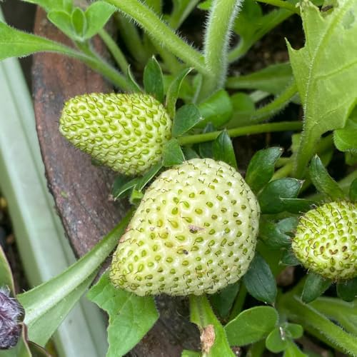 semi di fragola appesi - fragola - varietà antiche fragole rampicanti fragole, interno fresca, 150pcs