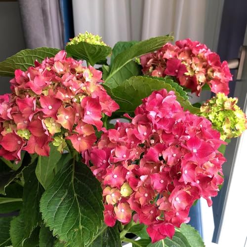 hortensien pflanzensamen exotisch balkonpflanzen frühling schmetterlingsflieder blumenwiese herbstaussaat mehrjährig sommerblumen frühlingsblumen büropflanzen blumensaat gartendeko für 160samen