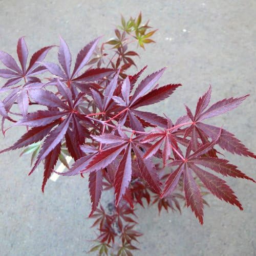 Amazon Co Jp モミジ 紅鏡 ベニカガミ 4号ポット 濃赤色の出芽 夏は緑葉で秋に鮮赤色に紅葉するもみじ ホーム キッチン Amazon Co Jp モミジ 紅鏡 ベニカガミ 4号ポット 濃赤色の出芽 夏は緑葉で秋に鮮赤色に紅葉するもみじ ホーム キッチン