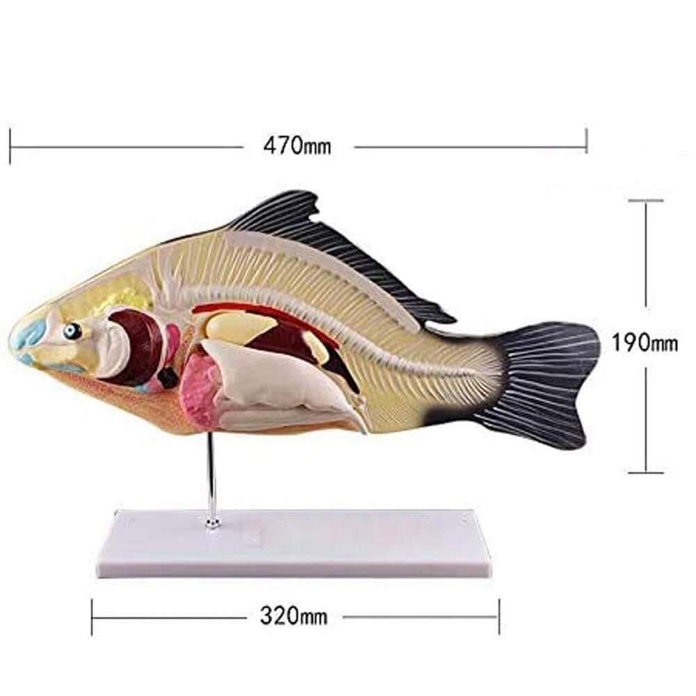 Modello anatomico di Organo di Pesce, sussidio didattico, Modello Biologico Animale, Materiale da Laboratorio in Miniatura, Strumento didattico per Lo Studio e l'insegnam
