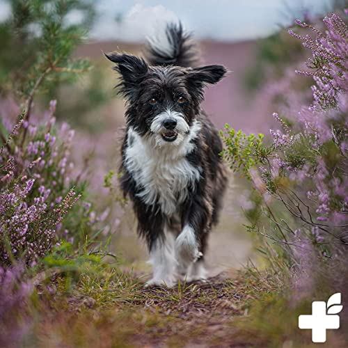 Zahnpflege Pulver für Hunde und Katzen von ReaVET Denta Vital 300g