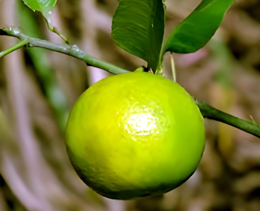 Image of Vietnam Sweet Malta Bari All Time Mosambi Plant-Hybrid Grafted Original Variety Lemon Healthy Live Plantr for Home Garden Pack Of 1