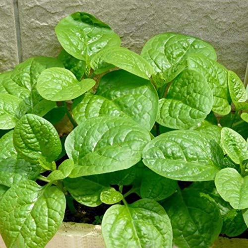 MaliaGarden Green Malabar Spinach Seeds - For Kitchen Gardening Pack of - 20 seeds (B07L89GMNY) Amazon Price History, Amazon Price Tracker