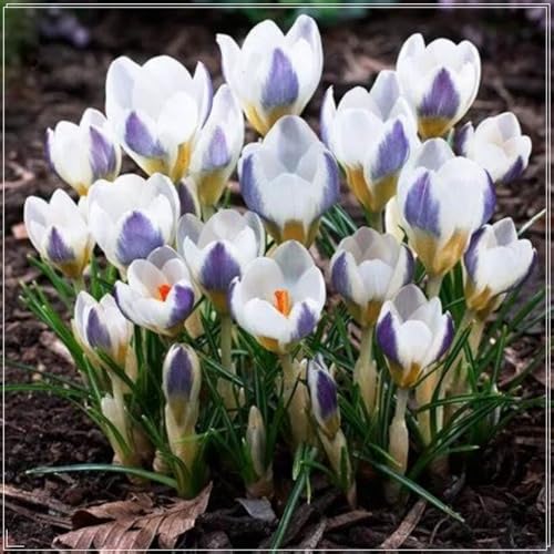 KrokusKrokusse winterhart mehrjährig winterhartes Krokus Rhizom Gartenpflanzung wächst gut in Behältern einfache schöne Staude-8 Rhizome-B