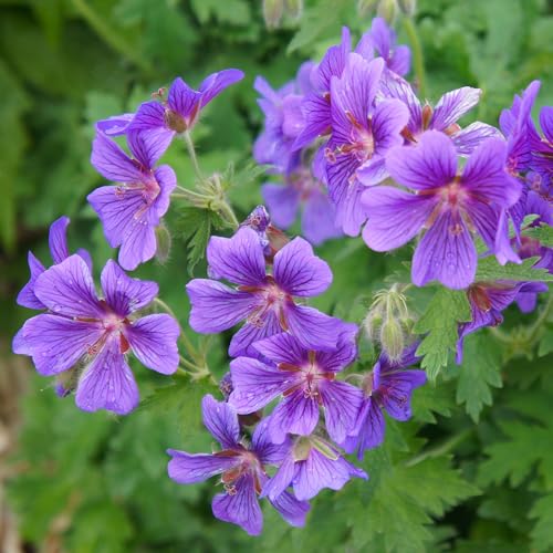 GardenersDream Géranium Violet en Pot – Plante de Jardin Florale Violet Captivante – Géranium Vivace Robuste d’Extérieur pour le Jardin (incl. Pot 11 cm)