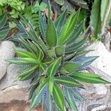 yqzAgave Lophantha (Univittata)AKxEt@U (jr^[^) Eł̐E{qT Center Stripe Agave [sAi]