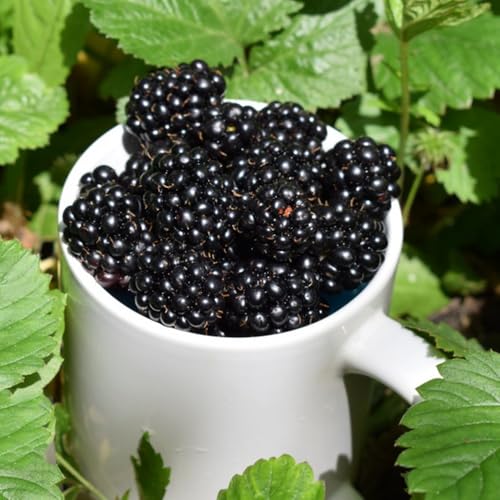 semillas de mora silvestre de zapote, resistentes en zarzamora decoración de sala de estar en resistentes al aire libre de jardín 100pcs