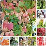 Parra virgen, enredadera de culantrillo - balcón lugares soleados Parthenocissus Quinquefolia de otoño, resistentes, con trepadora y resistente 500semillas