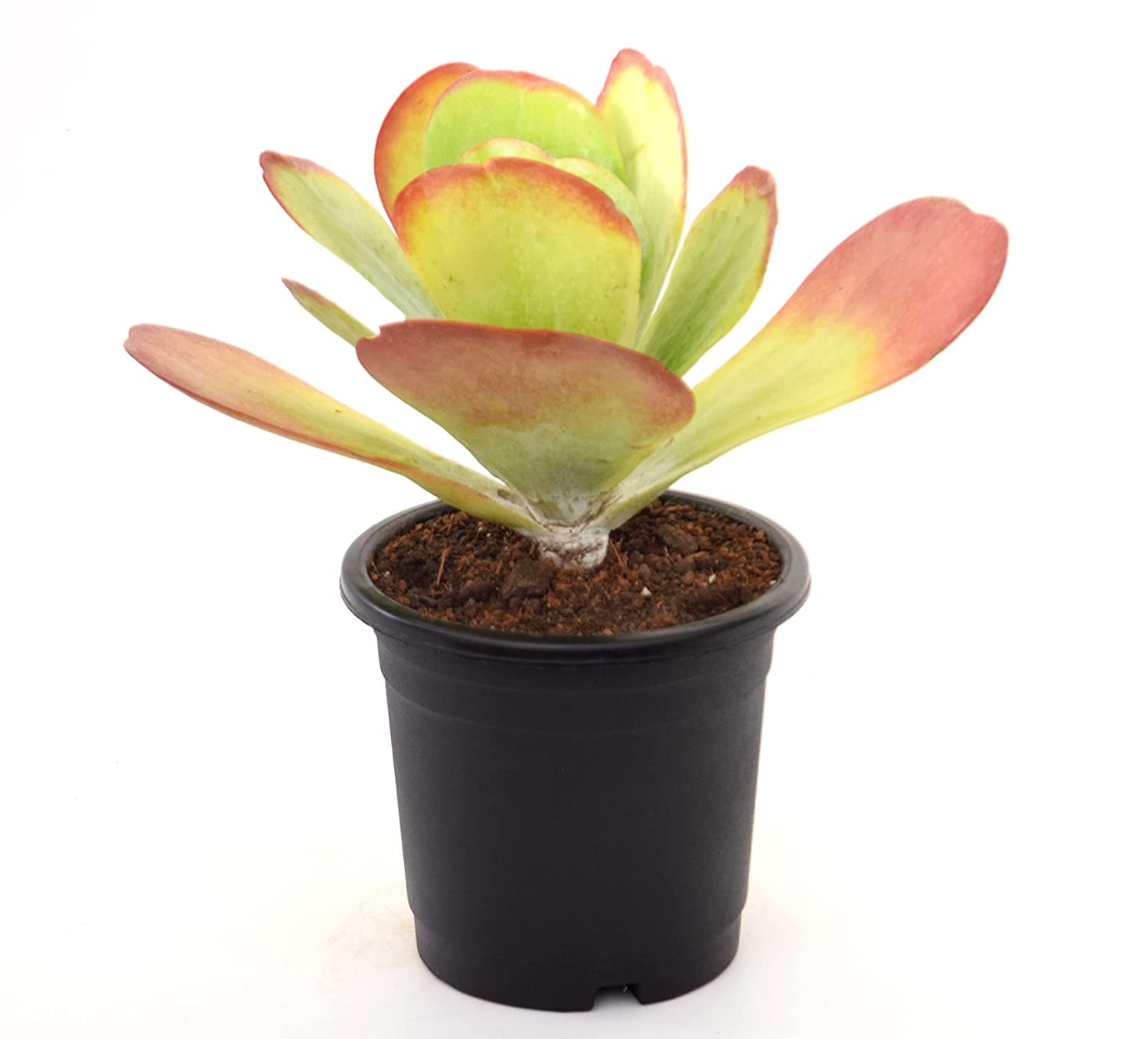Kalanchoe thyrsiflora Paddle Plant Flapjacks Succulent Plant With Pot-image-32