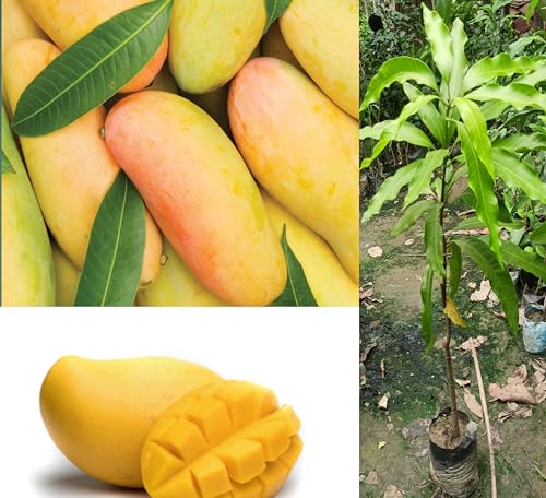 Image of Premium Carabao Mango Plant Grafted For Bountiful Fruits In Your Garden 2 Feet Height Philippine Variety Healthy Live Plant (Hybrid, Pack Of 1) PB 39