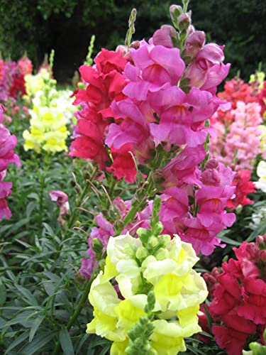 Atvada Snapdragon Seeds 200Pcs Planting Flower Perennial Mix Colorful Giant Tall Flowers Plants #TOP5
