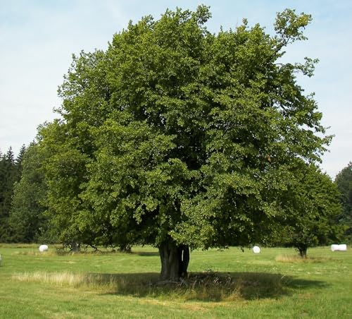 Hainbuche (Carpinus betulus) 1000 Samen (Heimischer Baum - Winterhart) Hainbuche (Carpinus betulus) 1000 Samen (Heimischer Baum - Winterhart)