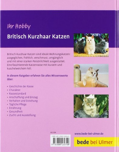 Britisch Kurzhaar Katzen (Ihr Hobby)