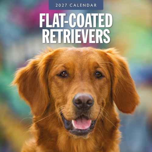 Red Robin 2027 Flat-coated Retrievers Monthly Wall Calendar | 12" x 12"
