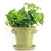 Window Garden Rustic Charm 6” Planter - Fine Home Décor Ceramic Indoor Decorative Pot. for Herbs, Flowers, Succulents or Starting Seeds. Beautifully Packaged, Great Gift for Mom.
