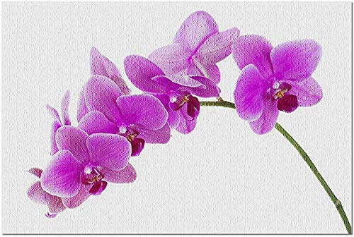 白い背景の写真A-91862のHD紫蘭のクローズアップ（大人のためのプレミアム1000ピースジグソーパズル  19x27）