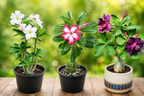 Image of EXOTIC LIVE Premium Live Adenium Desert Rose Plant (PACK OF -3) - Striking Flowering Succulent for Indoor /Outdoor - Unique Bonsai Houseplant with Thick Caudex