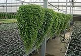 semillas gramineas ornamentales Tipo de producto: Bonsai Uso: Al aire libre Plants Cultivando Grado de dificultad: Muy Easy