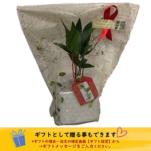 邪気を払う花は日本なら 厄除けの植物 日本 魔除けの花など植物は日本では 花言葉と魔除けになる植物 魔よけの花と邪気を払う植物 移住コンサルdanの フィリピン人と仲良くなり現地に遊びの拠点をつくるには