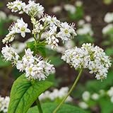 abbellisci tuoi giardini domestici, balconi, cortili, aiuole e altro ancora con fiori che coltivi tu stesso.