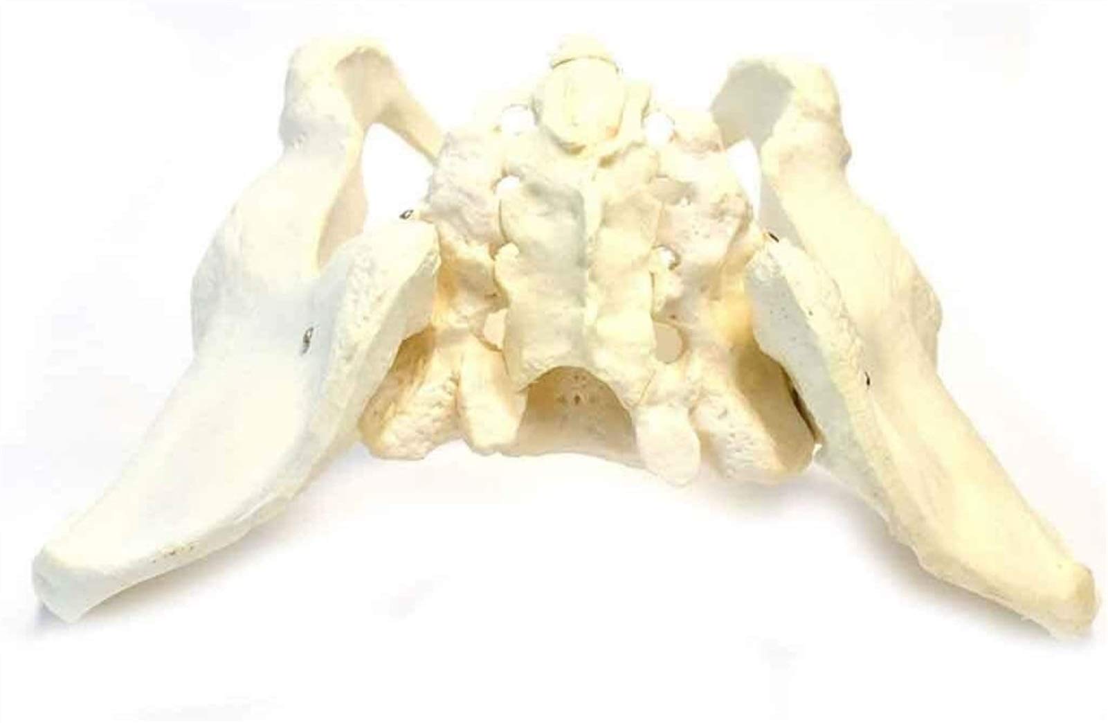 Modelo de Anatomía Humana， Modelo de pelvis femenina, modelo anatómico, material de laboratorio, exhibición educativa escolar, material de PVC, 25,5 x 17 x 14 cm