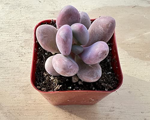 Graptopetalum Amethystium, Rare Live Succulent Plant Fully Rooted In 2" Starter Pot With Soil, Home Office Indoor Outdoor Wedding Decoration Diy Projects Party Favor #TOP25