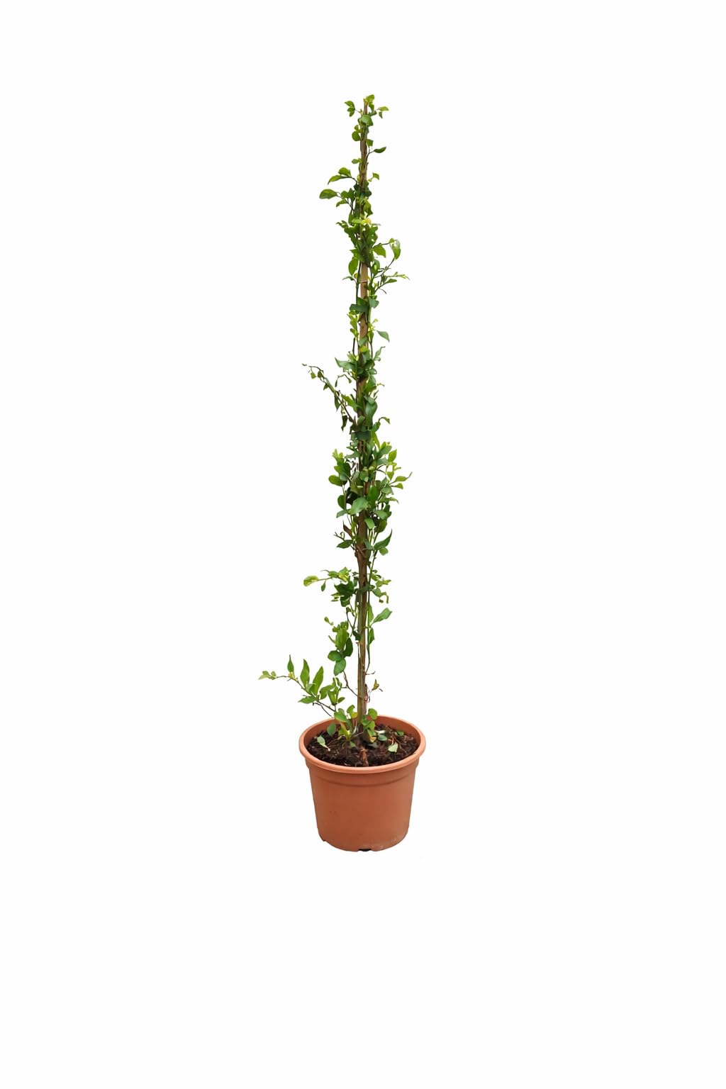 Plumbago auriculata 120–160 cm – Chinesischer Bleiwurz – Immergrüne Kübelpflanze für Garten & Terrasse – Blaue Blütenpracht – Mediterrane Pflanze im Topf