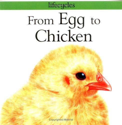 From Egg to Chicken (Lifecycles) Paperback – January 1, 1998