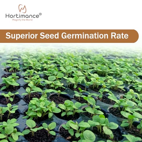 Image of Hortria Turkey berry seeds used for grafting brinjal and tomato, 10 grams, Contains 10000 seeds.