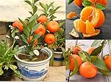 Portal Cool Las semillas del paquete: alféizar de Citrus del árbol! Miniatura de mandarina Ãrbol 'Satsuma' para de interior! semillas