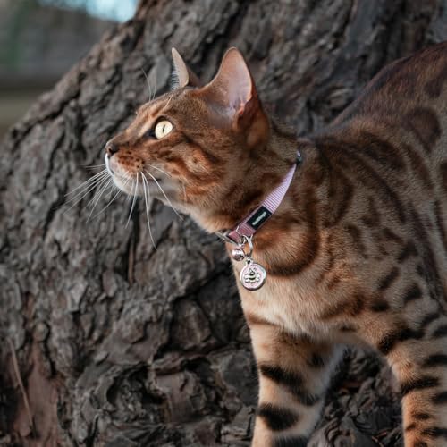 Collier chat Red Dingo résistant pour éviter les pertes d'accessoires