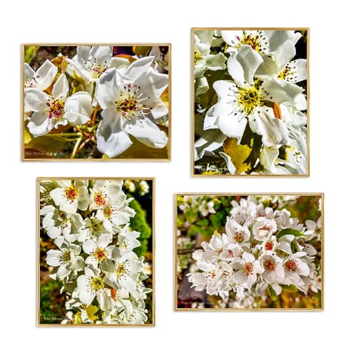 The Virtue of God–Authentic Nature Closeup Photography–Spring Cherry White Flowers-Unframed Canvas Vertical Horizontal 4 Prints Set–Modern Wall Art Home Office Decor Floral Pictures (16 x 20)