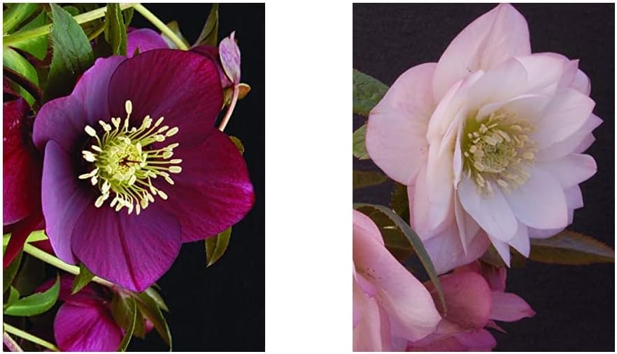 Perennial Farm Marketplace Helleborus x W.J. 'Ruby Wine' & 'Cotton Candy' Lenten Rose Perennials, 1 Quart, Burgundy & Pink Flowers