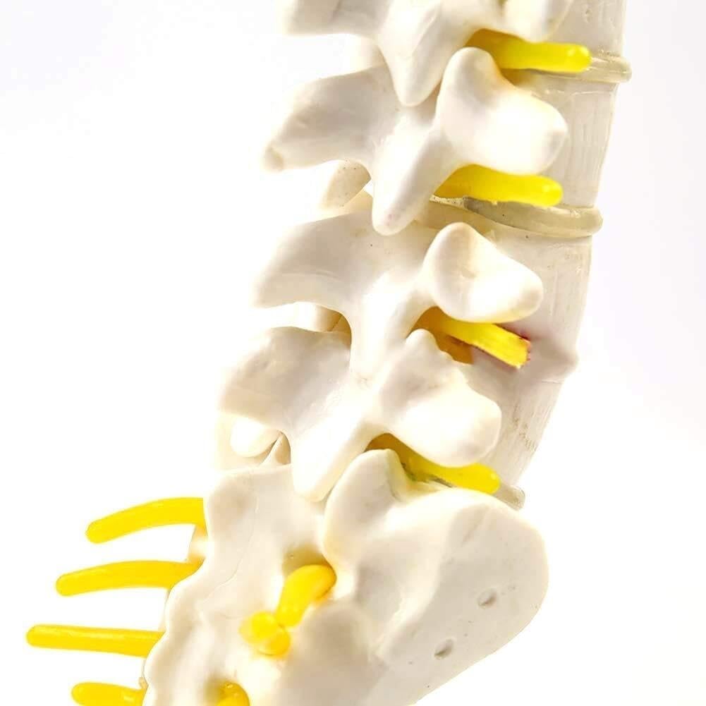 Model ludzkiego kręgosłupa z 5 kręgami lędźwiowymi - anatomiczne narzędzie