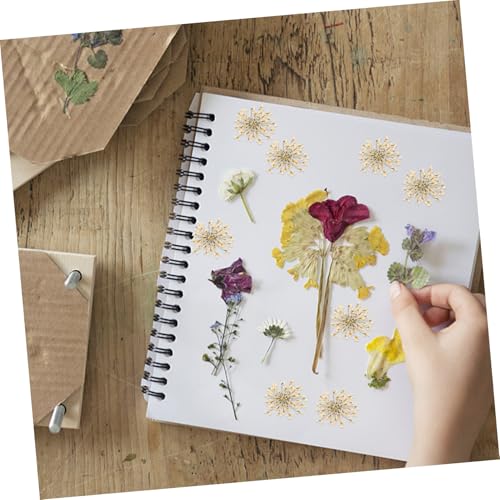 48 flores prensadas Margarita blanca para manualidades miniatura 6