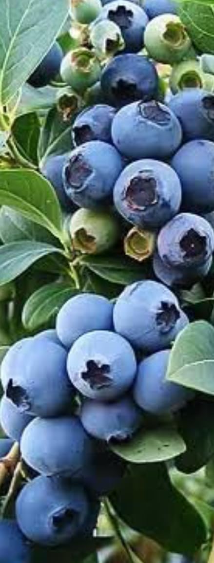 See full amazon price history chart for PB HONEY PRIYA PLaNTS Rare Imported Blueberry Cyanococcus 1 Healthy Live Plants Seedling PB HONEY PRIYA PLaNTS Rare Imported Blueberry Cyanococcus 1 Healthy Live Plants Seedling (B0CC9L8DHY) Amazon Price History, Amazon Price Tracker