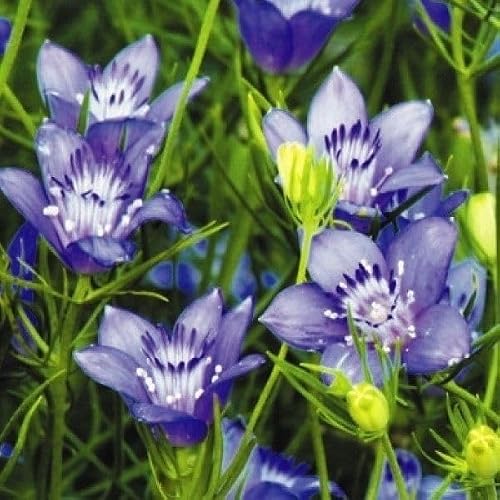 国華園 種 花たね ニゲラ ブルースター 1袋(100mg) 珍しい花形 開花期が長い 耐寒性が強い 育てやすい 花壇向き 切花向き / 26年秋商品 - 国華園 - 商品画像