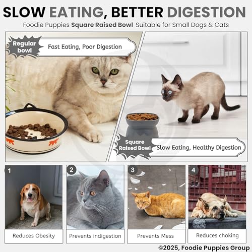 Image of Foodie Puppies Cat Raised Food and Water Feeder Bowl - (Square Raised Bowl, 250ml) | Anti-Slip and PP Material Pet Feeding Dish | Suitable for Cats, Kittens, and Puppies (Color May Vary)